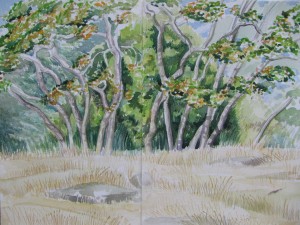 garry oaks, saltspring