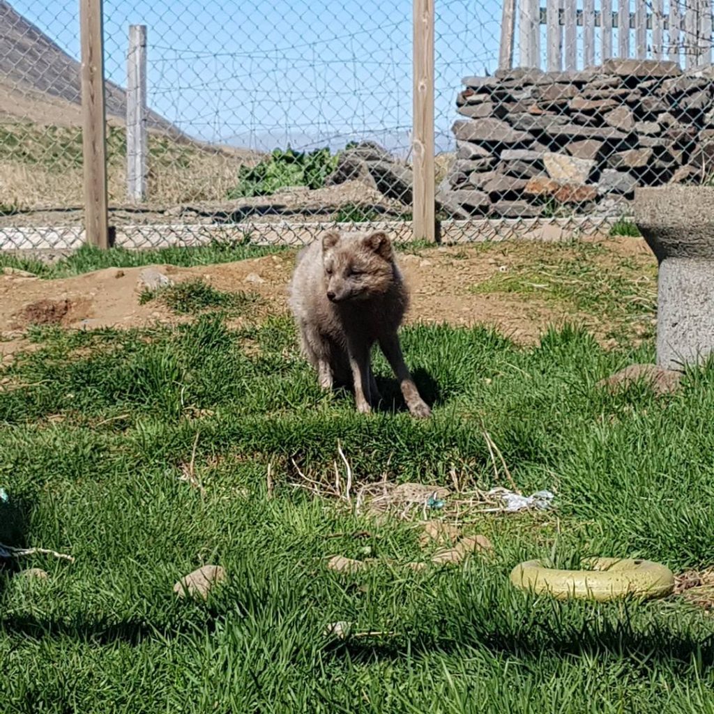 Arctic Foxes: Friends or Foes? – Sustainability in Iceland