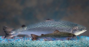 20salmon-web1-master675-v2