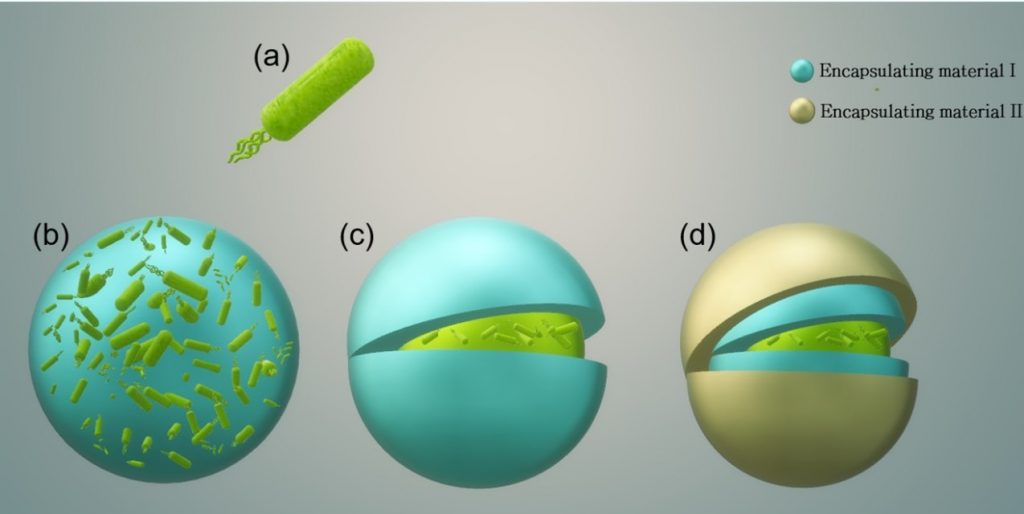 Microfluidic Microencapsulation Of Probiotic Bacteria – Dr. Sajjad Janfaza