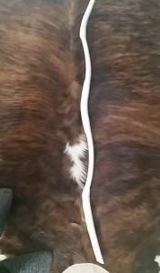 bow1.2