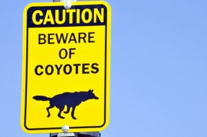 beware-of-coyotes-sign