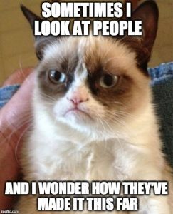 Top-30-Funny-Cat-Memes-Funniest