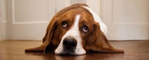dog-41