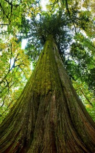 North-Van-Outdoor-School-tree