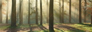 cropped-16302264-Panoramic-image-of-morning-forest-with-fantastic-sun-beams-Can-be-used-as-web-site-header-Stock-Photo.jpg