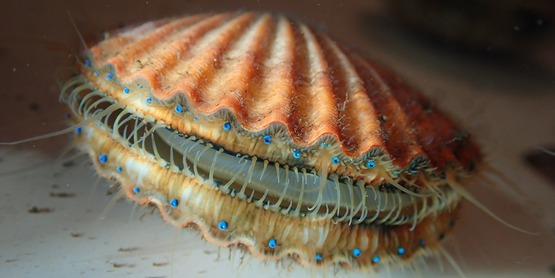 Nature on the Edge of New York City: Bay Scallops' Colorful Complexion