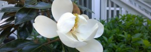 magnolia