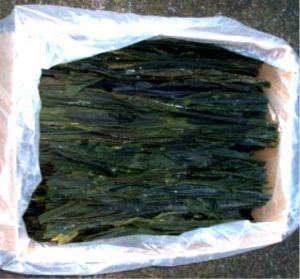 Dried bull kelp ready for packaging as health food. Photo credit: R. Hopkins