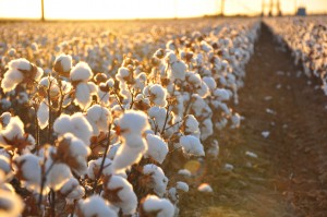Cotton_field_kv17