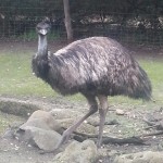 Emu 