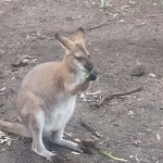 Kangaroo 