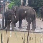 Mom and baby elephant 