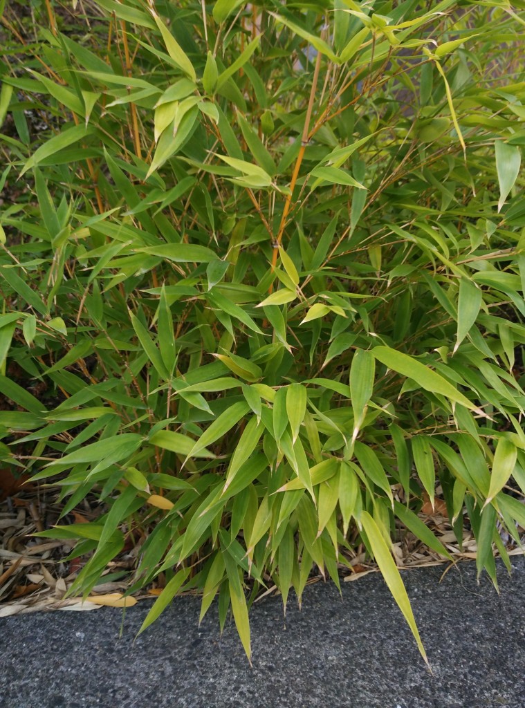 Phyllostachys aurea | Trees and Shrubs 2