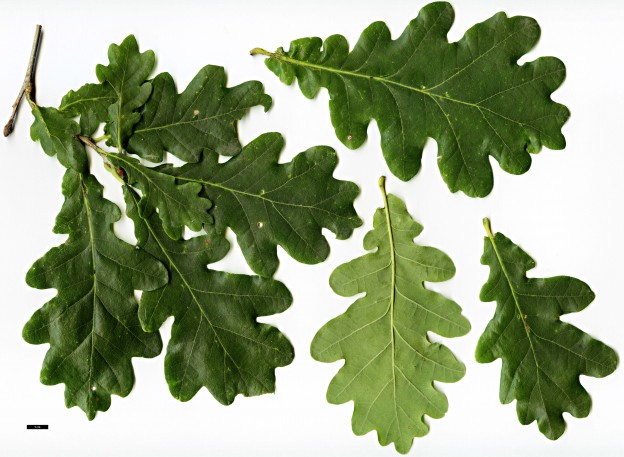 Quercus robur | Trees and Shrubs 2