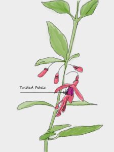 Fuchsia magillanica