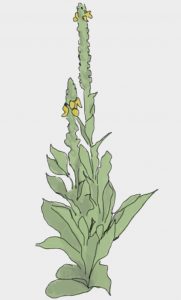 Verbascum thaspus