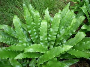 Asplenium-scolopendrium-Hirschzungenfarn-2