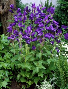 Campanula latifolia var. macrantha