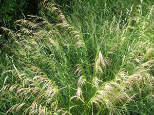 Hair-grass, Tufted (Deschampsia cespitosa) Wet ditch in 'The Park' field Sapcote SP 4851 9328 (taken 15.6.2008)