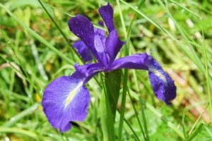 Iris latifolia close_MRixcrop (Main)