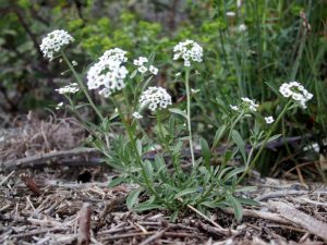 Lobularia-maritima_299