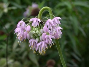 Nodding-Onion-Allium-cernuum