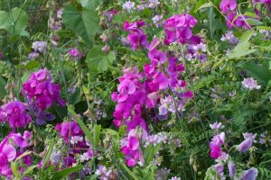 Perrenial-Pea-Lathyrus-latifolius