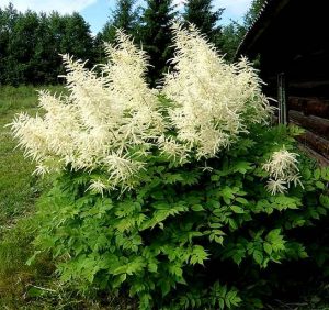 Aruncus dioicus flowering