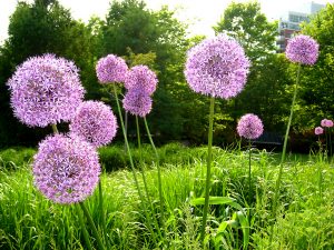 allium-giganteum-1259