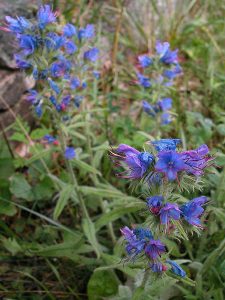 echium_vulgare