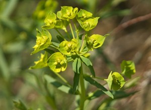 lspurge1