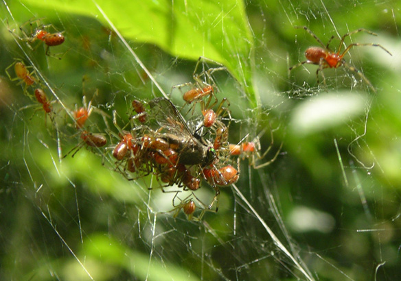 Social spider prey capture