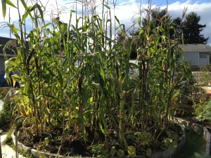 Plants at the Harmony Garden