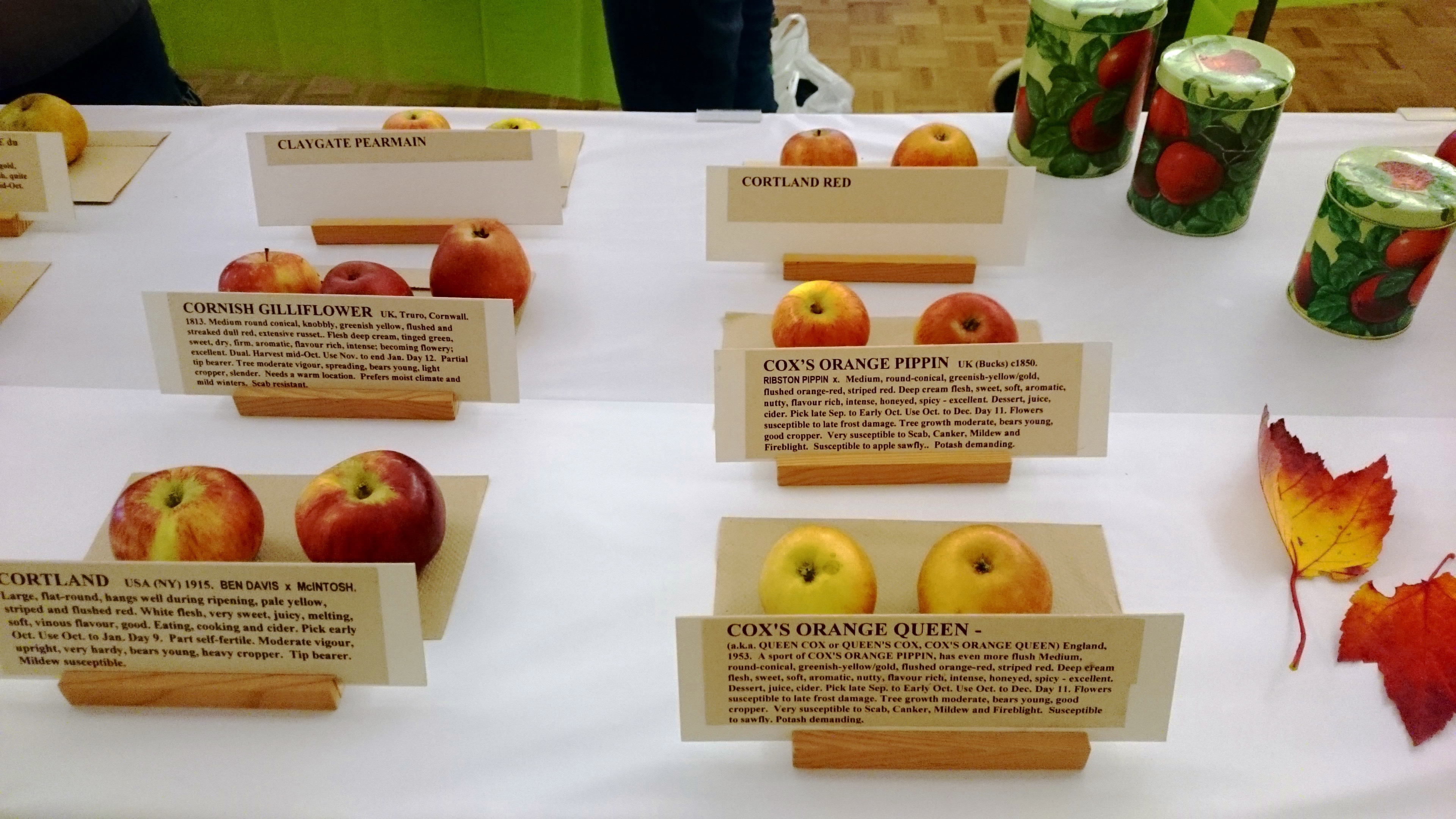 Identifying Apples at UBC Apple Festival, October 2015.