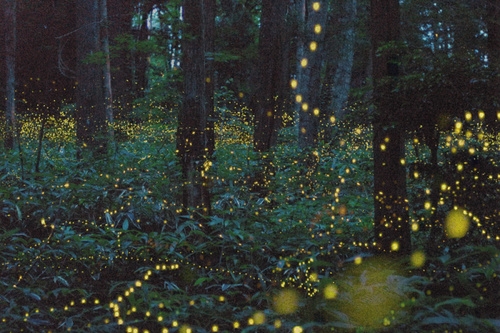 forest lights
