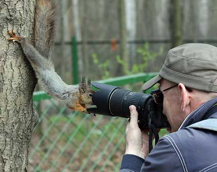 photogenic squirrel