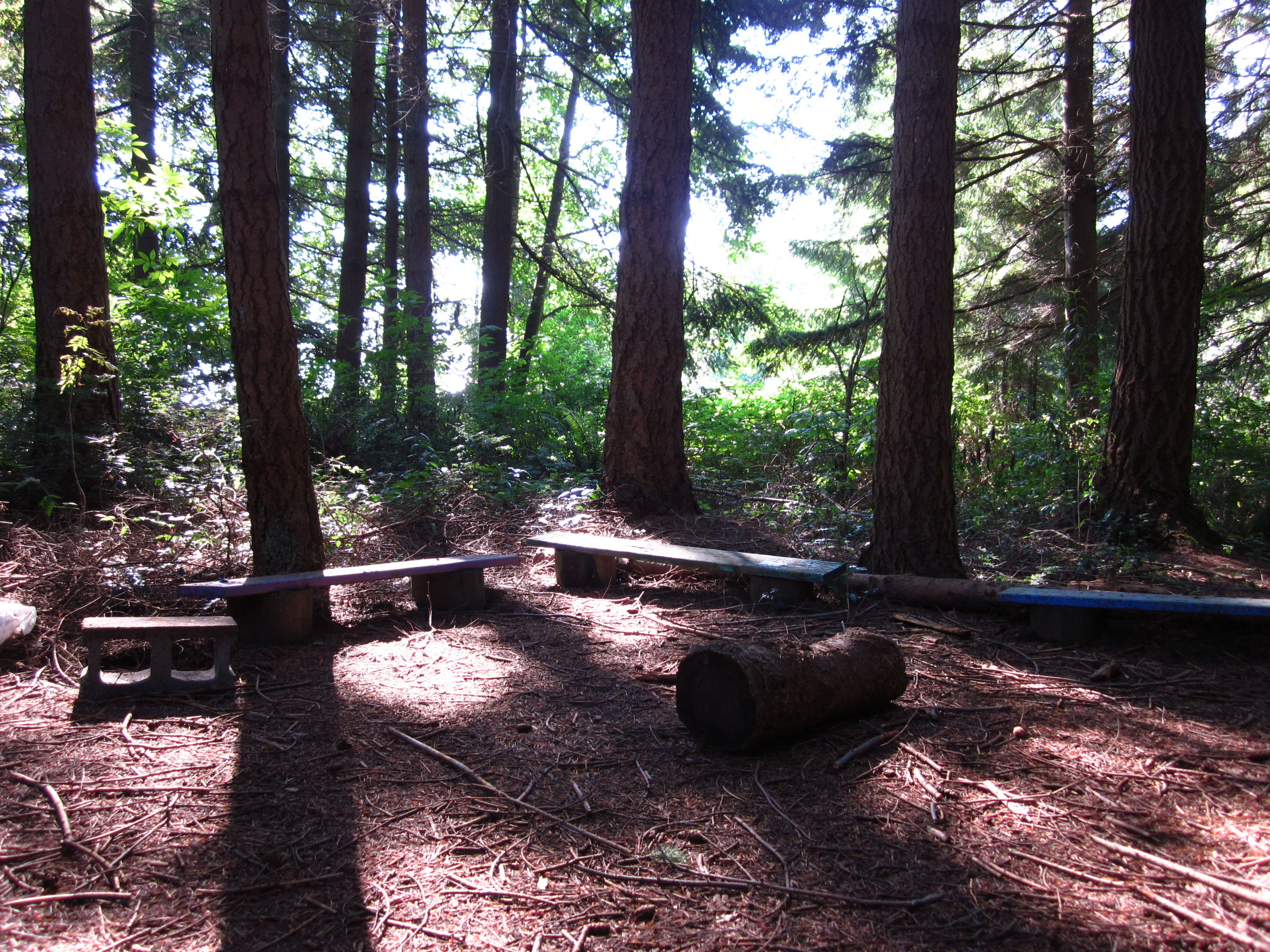 forest glade in UBC Farm