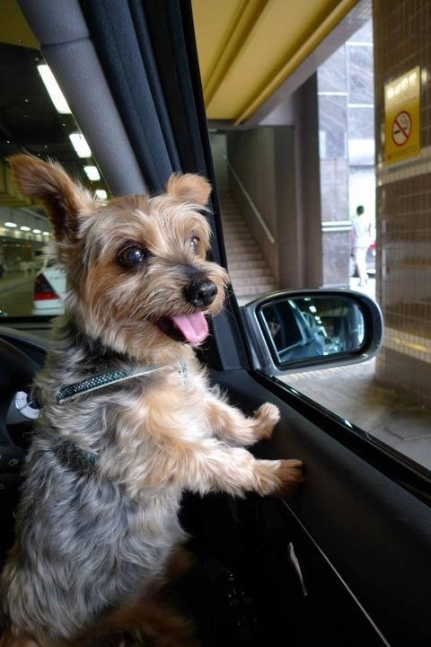 Puppy Pepper in the car