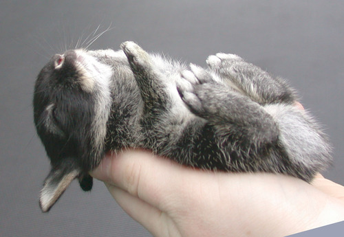 bunny sleeping in hand