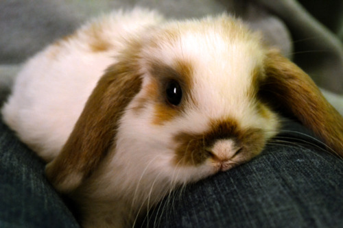 bunny rests on owner's lap