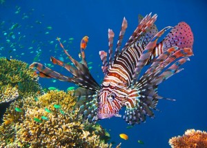 Red-Lionfish-Invading-Atlantic-Ocean