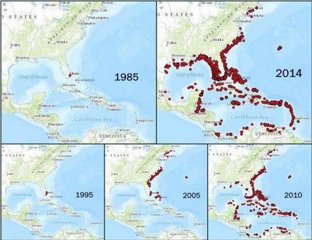 Lionfish sightings, 1985-2014. (US Geological Survey/Florida Fish and Wildlife Conservation Commission)