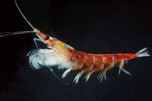 Antarctic Krill: the largest underexploited marine resource on Earth.  These small invertebrates form dense schools (`swarms`) that can reach upwards of 30,000 individuals per square meter.  They are one of the most abundant species on the planet, and are a keystone species of the Antarctic system, serving as important food sources for seals, whales, squid, penguins and many bird species. Image source: www.antarctica.gov.au