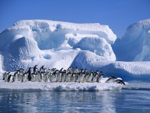 The Ross Sea is known for its biodiversity: home to 95 species of fish, 1000+ invertebrates, 10 mammals and 6 bird species.  The Ross Sea is also represents one of the last regions of ocean relatively undisturbed by human activities, making it an ideal candidate for an MPA. Image source: www.habitatadvocate.com.au