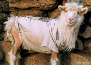 A goat is wearing a coat because its hair is made into hair extensions. 