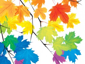 ***Freelance Photo - Postmedia Network use only. - *** Leaves - Kagan Mcloed for Naitonal Post