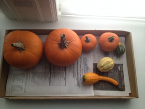 pumpkin et al. 