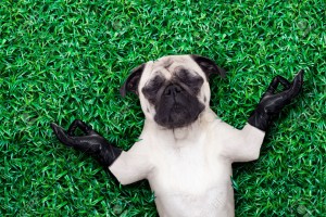 31641763-pug-dog-yoga-meditating-on-grass-or-meadow-in-the-park-with-closed-eyes-Stock-Photo
