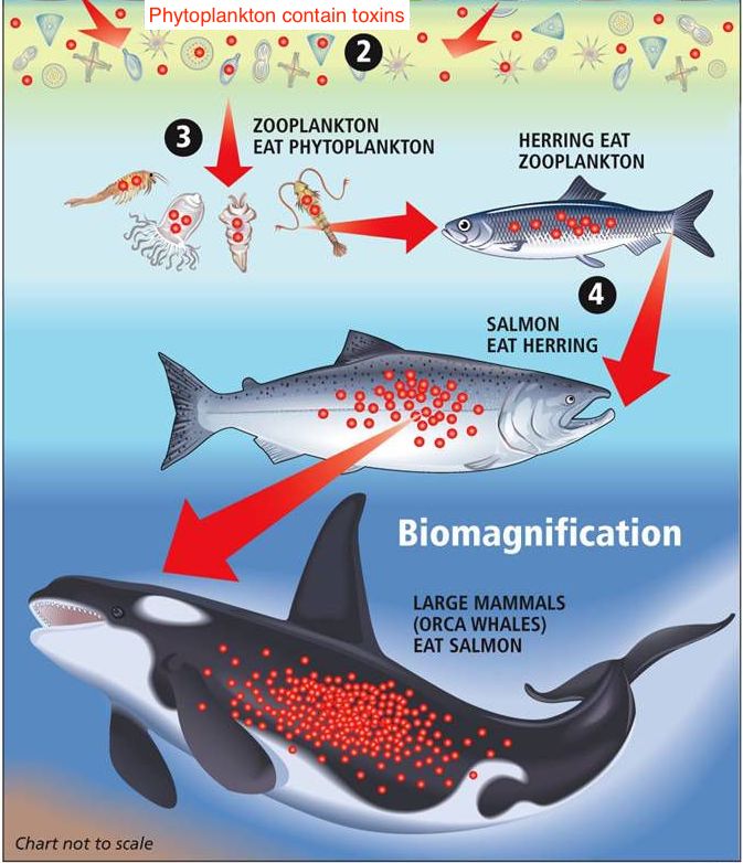 red tide florida symptoms in humans